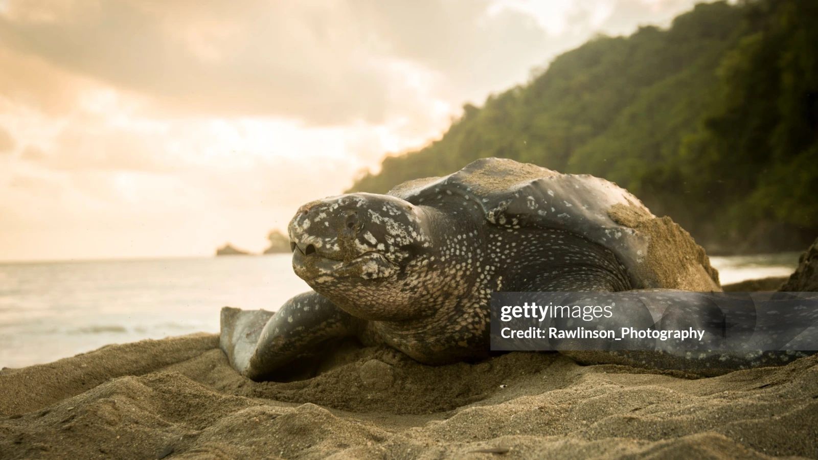 Uniting research and action for Atlantic leatherback conservation
