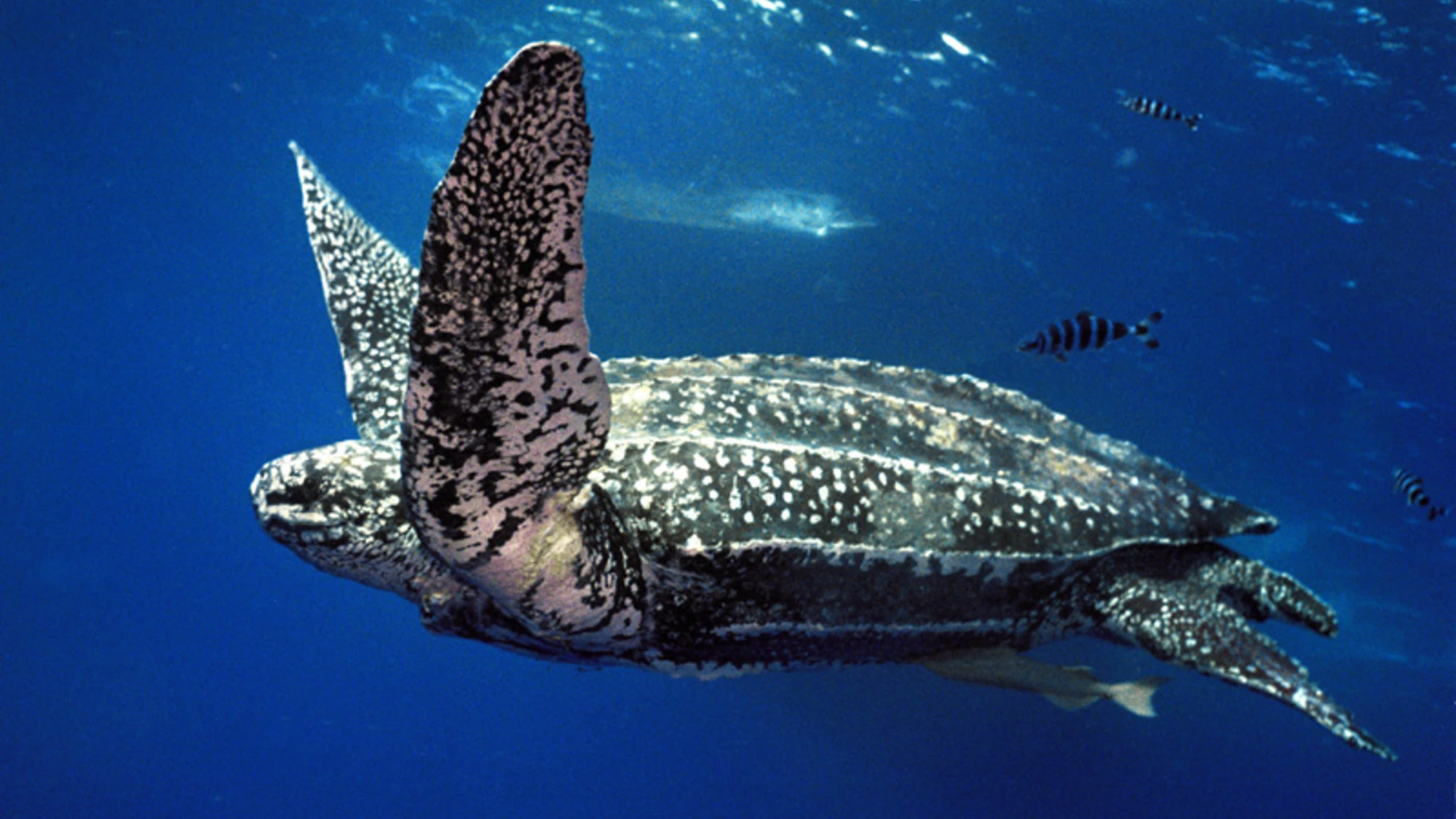 Collaborative science for the future of Atlantic leatherbacks