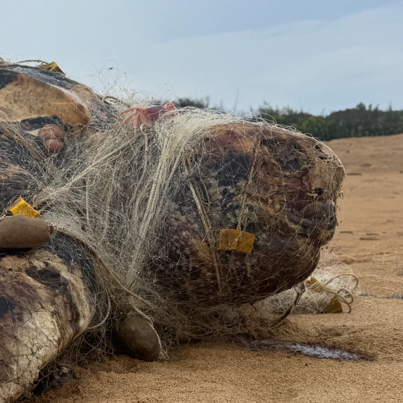 A close-up headshot of dead leatherback turtle heavily entangled in fishing gear