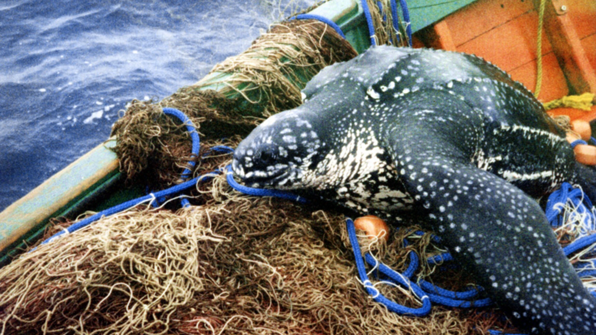 A leatherback sea turtle laid on fishing gear, on a boat at sea, as a result of bycatch or entanglement