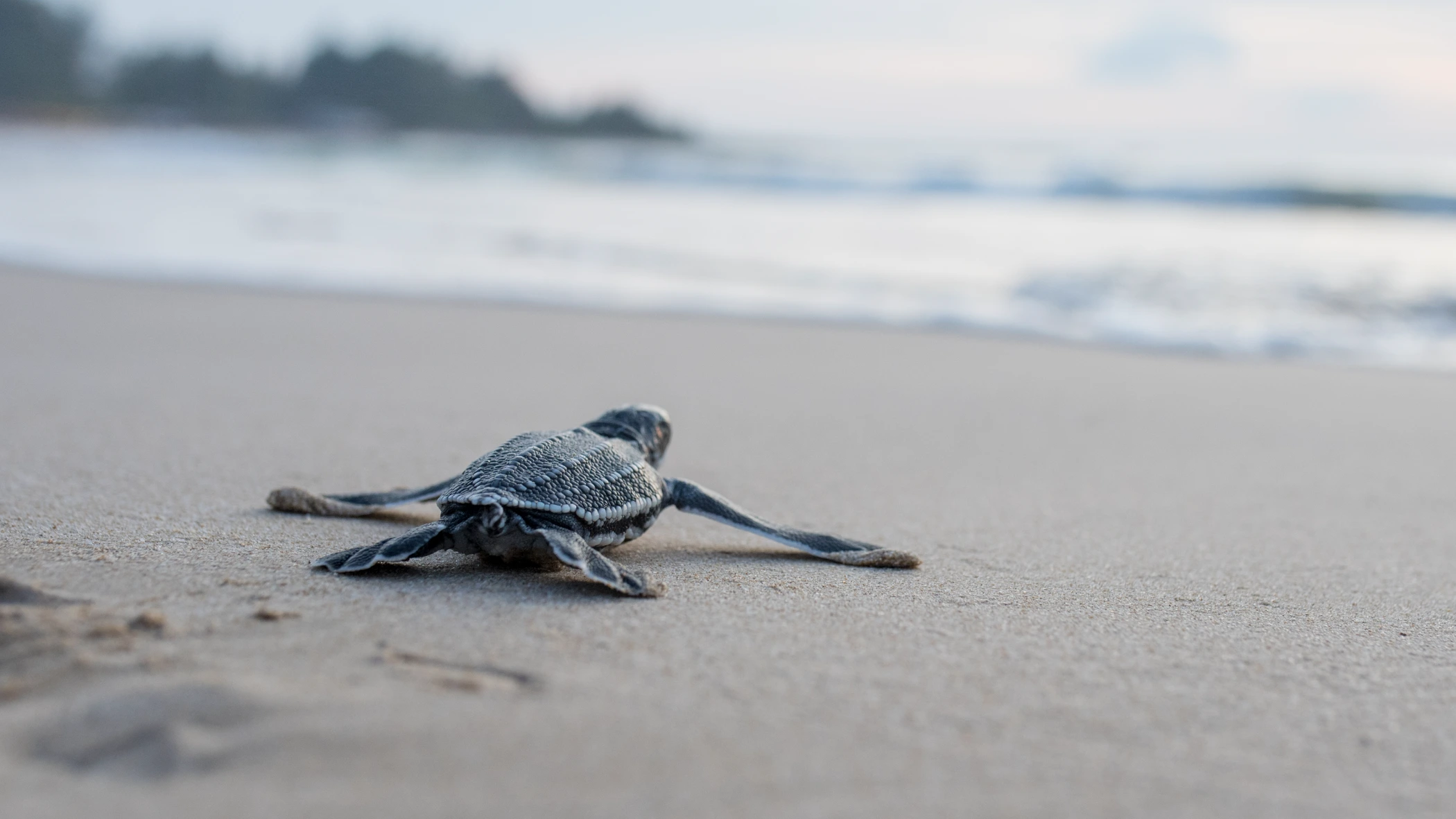 A baby leatherback turtle makes its way up a sandy beach towards the ocean