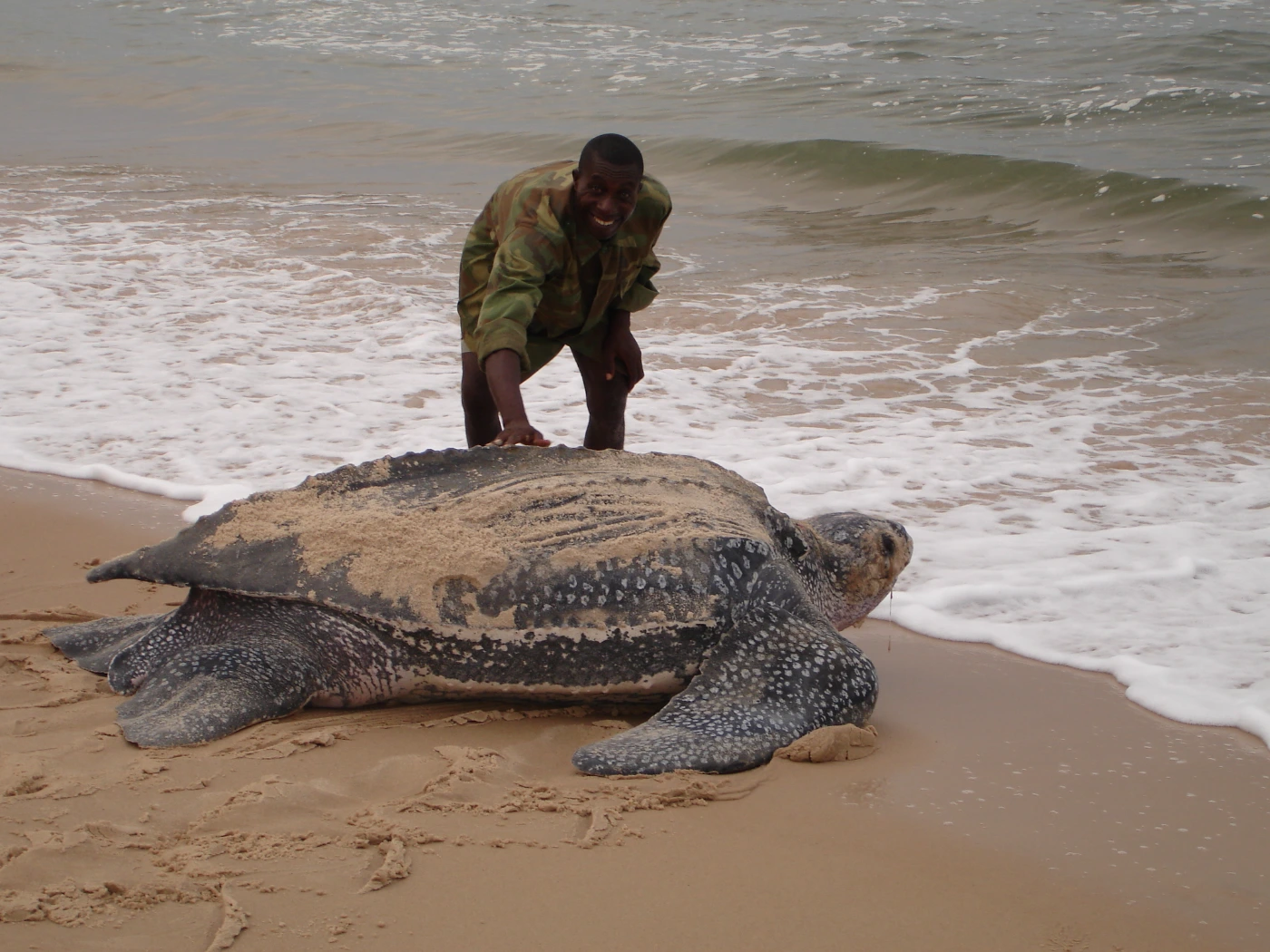 A smiling man is stood over a leatherback turtle as it enters the ocean
