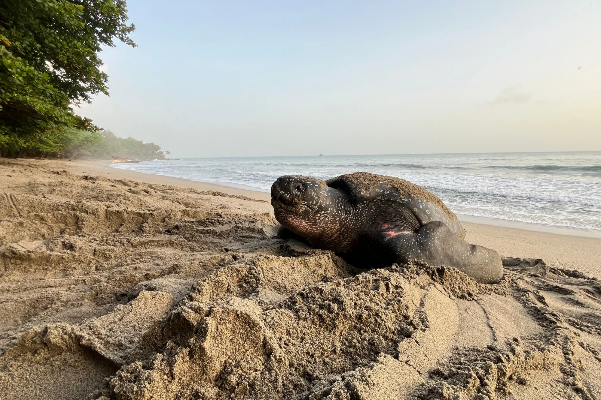 A nesting leatherback turtle makes its way up a sandy beach