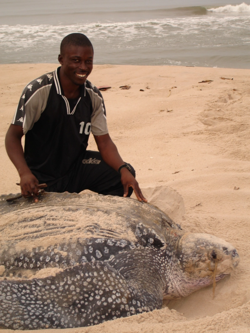 a man is smiling at the camera, kneeling with a nesting leatherback sea turtle on a sandy beach