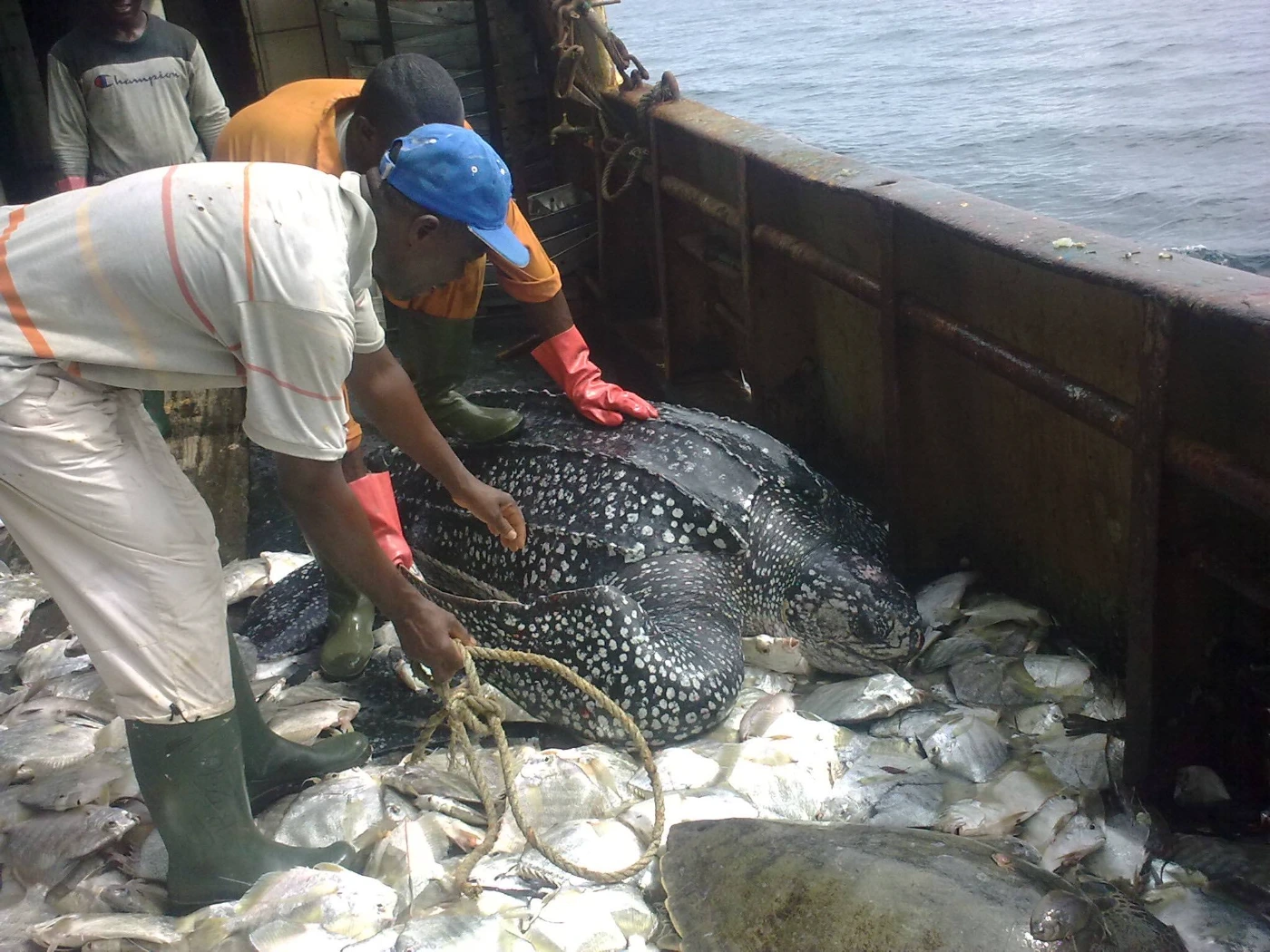 Two people are leaning over a leatherback turtle on a boat