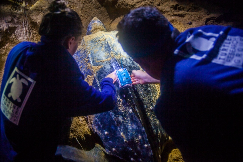 two people with their backs facing the camera are attaching a satellite tag to the back of a leatherback sea turtle.