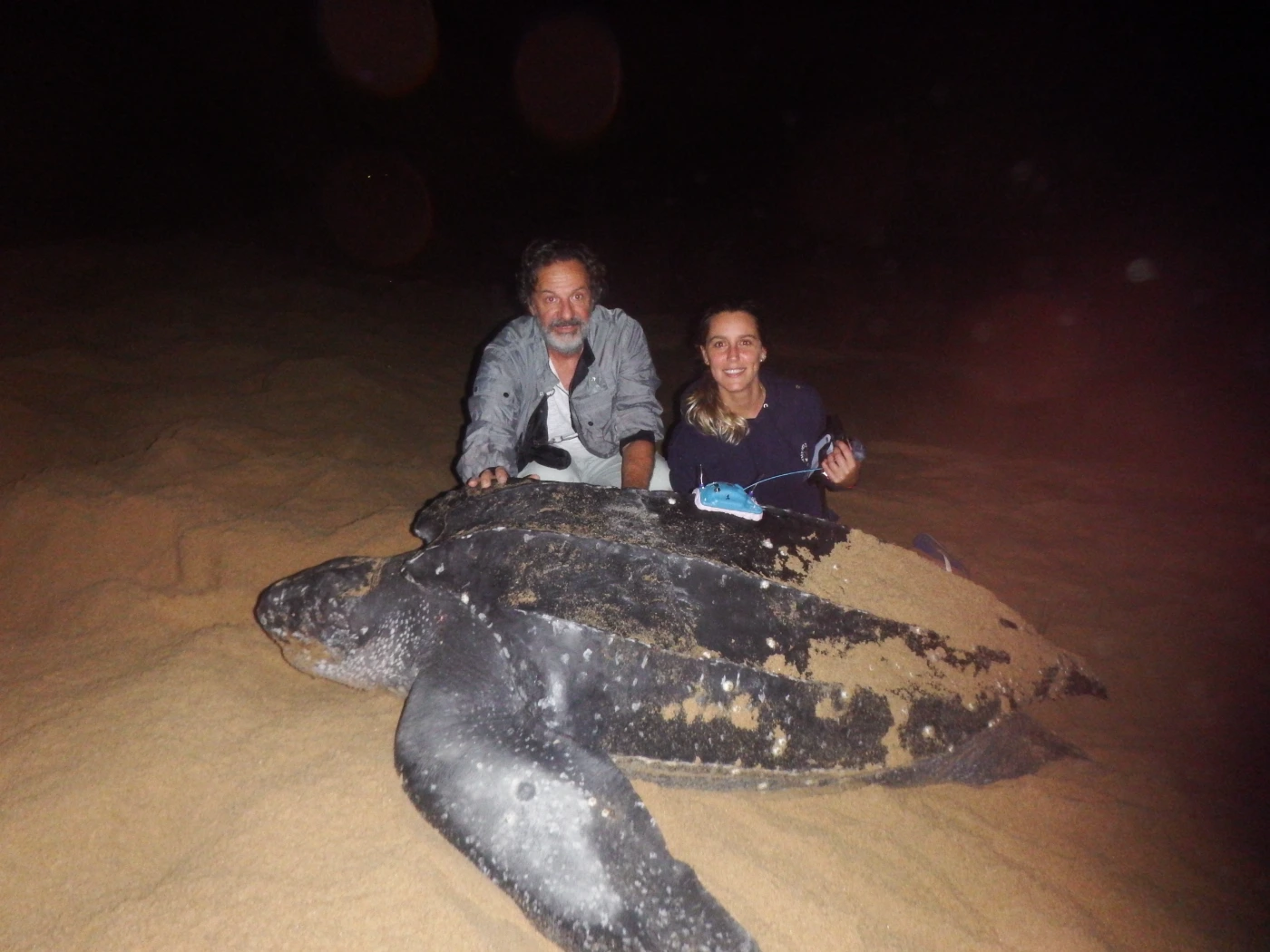 Two people are sat behind a tagged leatherback turtle on a sandy beach, they are smiling and looking at the camera