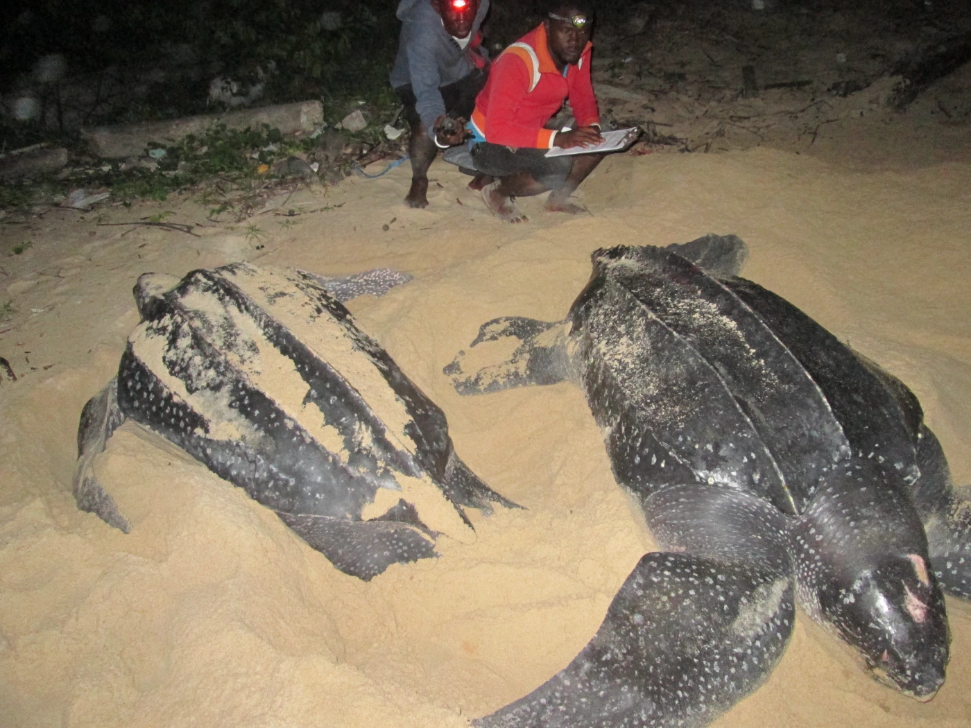 Two nesting leatherback turtles on a sandy beach. Two researchers in the background, one is holding a clipboard